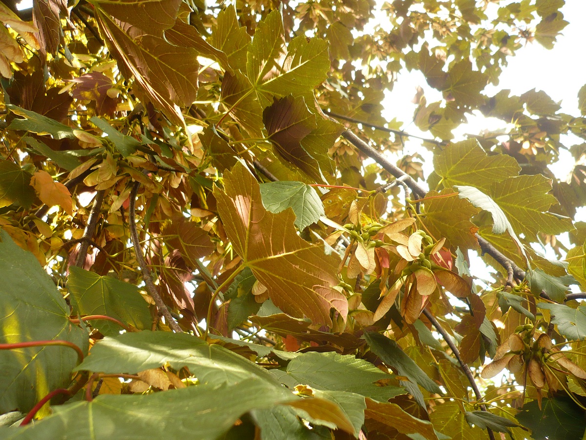 Acer pseudoplatanus f. purpurascens (Sapindaceae)
